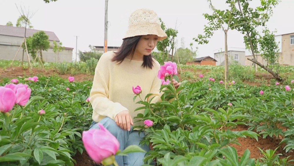 芍药.jpg